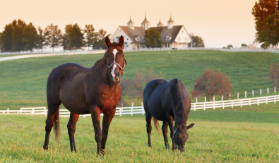 Open House: A Glimpse of Horse Country