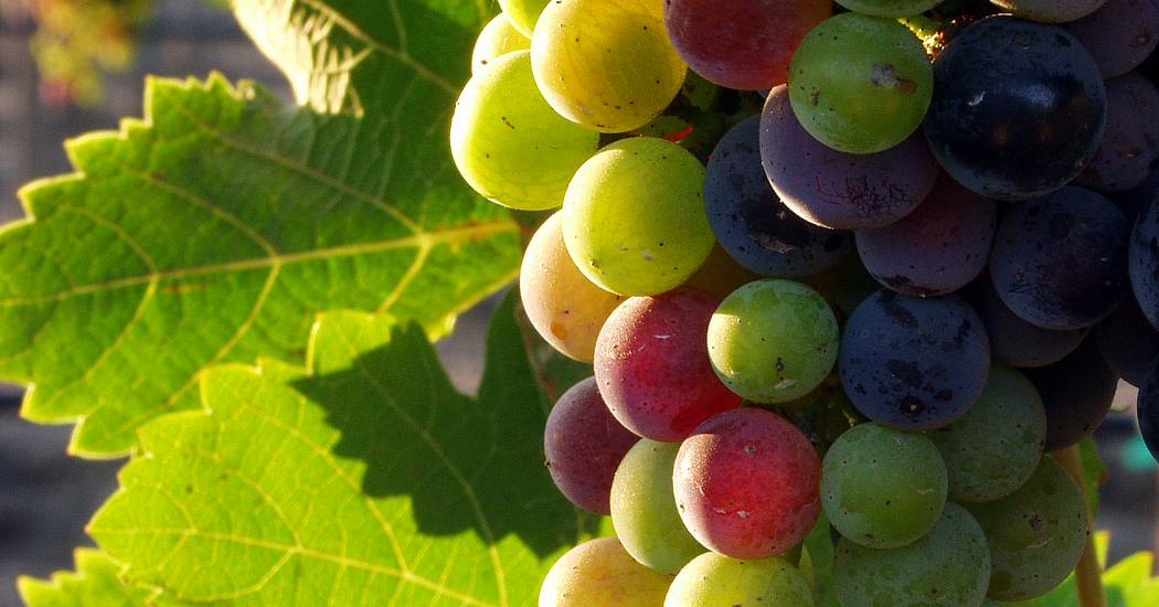 wine-grapes.jpg