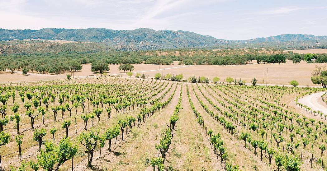 Stay On The Vineyard - Natalie Schutt Photography-80.jpg
