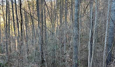 50 Rustling Woods Trail